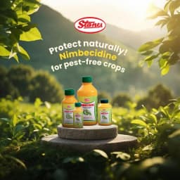 T.Stanes Nimbecidine 300 PPM Neem Oil Insecticide, Neem Based Botanical For Pest Control 5