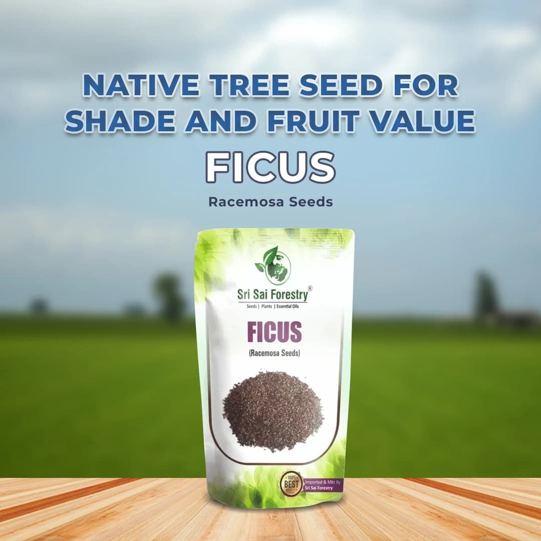 SRI SAI FORESTRY - Gular - Cluster Fig - Ficus Racemosa - Natural Tasty Athi Fruit Tree seeds - Image 2