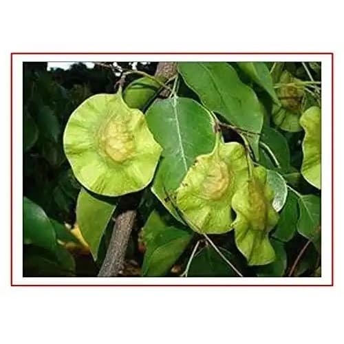 RK Seeds Red Sandalwood Seeds , Red Sandel , Lal Chandan , Pterocarpus santalinus Seeds , Redsandal Tree Seeds , Red Sandalwood tree Seeds plantation - Image 2