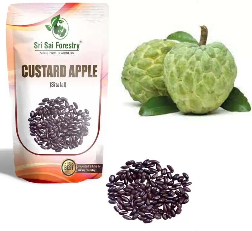 SRI SAI FORESTRY Custard Apple Seeds, Sitafal Ke Beej, Sugar Apple Seeds, Sweetsop Seeds, Annona squamosa Fruit Tree Seeds - Image 12