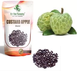 SRI SAI FORESTRY Custard Apple Seeds, Sitafal Ke Beej, Sugar Apple Seeds, Sweetsop Seeds, Annona squamosa Fruit Tree Seeds 12