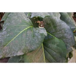 Ramcides Theme Acetamiprid 20% SP Insecticide, Effective For Whitefly And Sucking Pest Control For All Plants 5