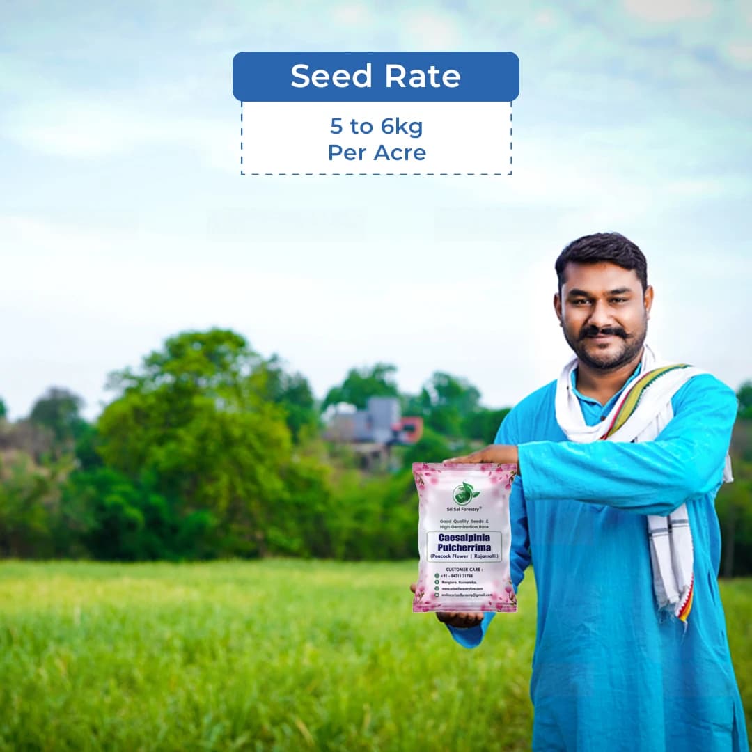 SRI SAI FORESTRY Caesalpinia pulcherrima, Peacock Flower, Rajamalli, Red Bird of Paradise Flowering Plant Seeds For Home Garden,Fencing & Terrace - Image 5