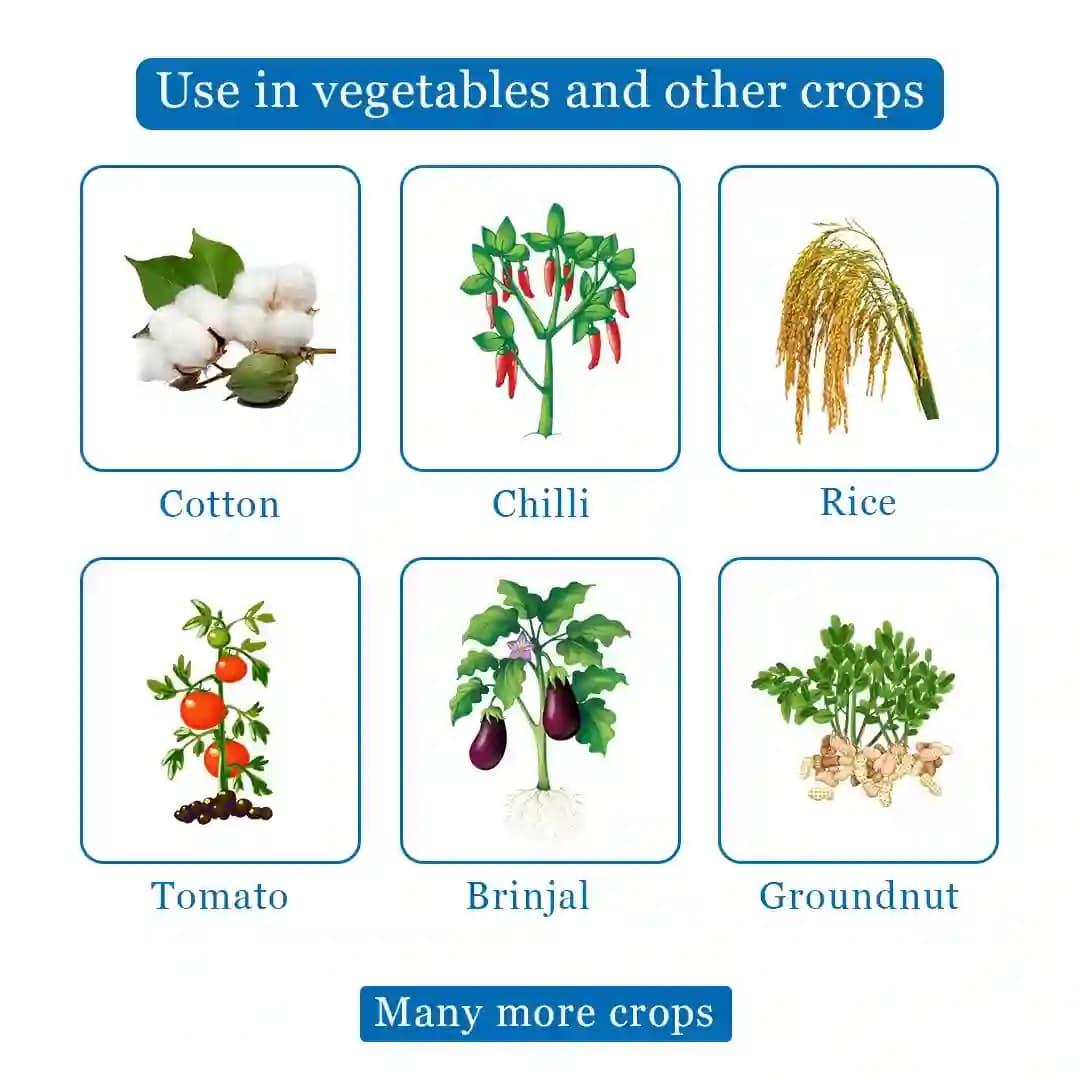 ಮಿಡಾಟೆಕ್ ಕೀಟನಾಶಕ - ಇಮಿಡಾಕ್ಲೋಪ್ರಿಡ್ 30.5% SC - Image 4