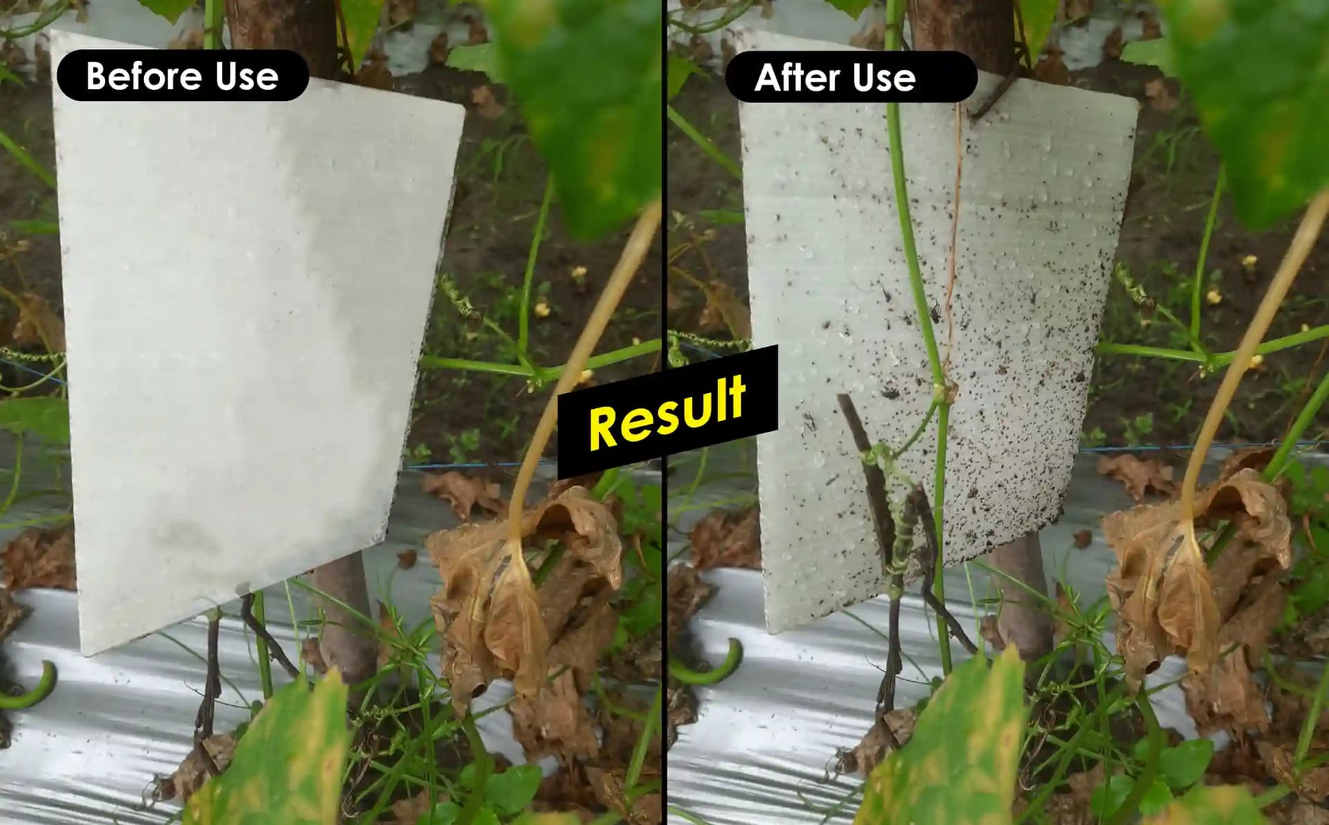 Chipku A5 White Sticky Trap For Insects, Useful for Farming Outdoor and Gardening (Size 150 MM x 200 MM) - Image 6