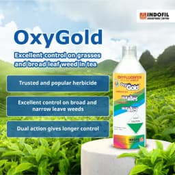 Indofil Oxygold Oxyfluorfen 23.5% EC Herbicide, Pre and Early Post Emergence 2