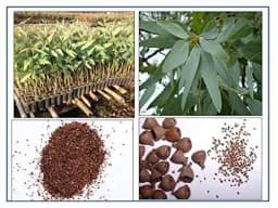 RK Seeds - Eucalyptus Seeds, Eucalyptus Hybrid Seeds 50 g + Eucalyptus Camaldulensis Seeds 50 g + Eucalyptus Citriodora Seeds 50 gm (Pack of 3) 2