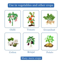 Texan Insecticide - Thiamethoxam 25% WG 4