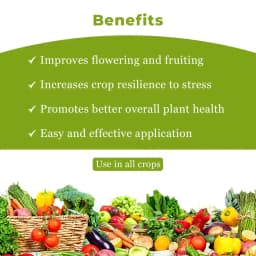 HPM Super Sonata (Plant Growth Regulators) Promotes Flowering and Reduces Flower Drop, Improves Fruit and Grain Quality 4