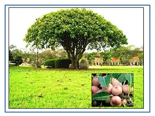 RK Seeds Fig Trees Seeds, Ficus Religiosa, Peepal Tree, Bodhi Tree, Pippala Tree,Peepul Tree seed, Ashwattha Tree, Sacred Fig - Ficus Religiosa Seed, - Image 2