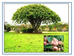 RK Seeds Fig Trees Seeds, Ficus Religiosa, Peepal Tree, Bodhi Tree, Pippala Tree,Peepul Tree seed, Ashwattha Tree, Sacred Fig - Ficus Religiosa Seed, 2