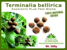 Pioneer Terminalia Bellirica Seeds, Candidate Plus Tree Seeds, 100% Natural 1
