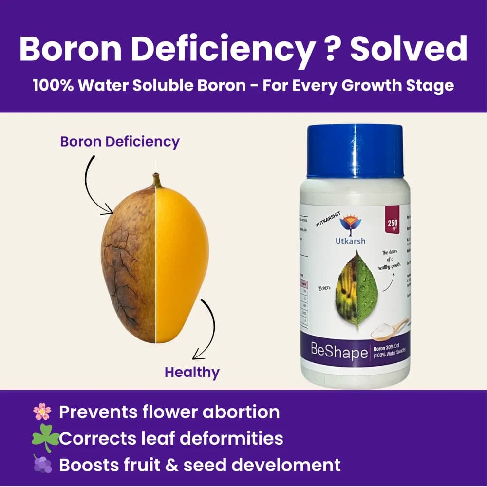 Utkarsh BeShape (Disodium Octaborate Tetrahydrate Boron 20%) (100% Water Soluble Foliar Spray), Helps With Pollination, and Fruit and Seed Development - Image 2
