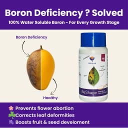 Utkarsh BeShape (Disodium Octaborate Tetrahydrate Boron 20%) (100% Water Soluble Foliar Spray), Helps With Pollination, and Fruit and Seed Development 2