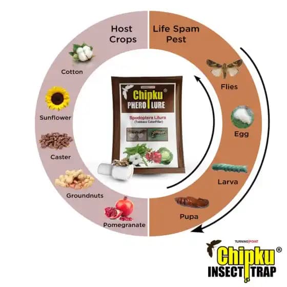 Chipk Pheromone Trap Funnel With Spodoptera Litura Lure For Brown Spotted & Tobacco Caterpillar, Useful In Cotton, Sunflower, Caster, Groundnut Crops. - Image 9