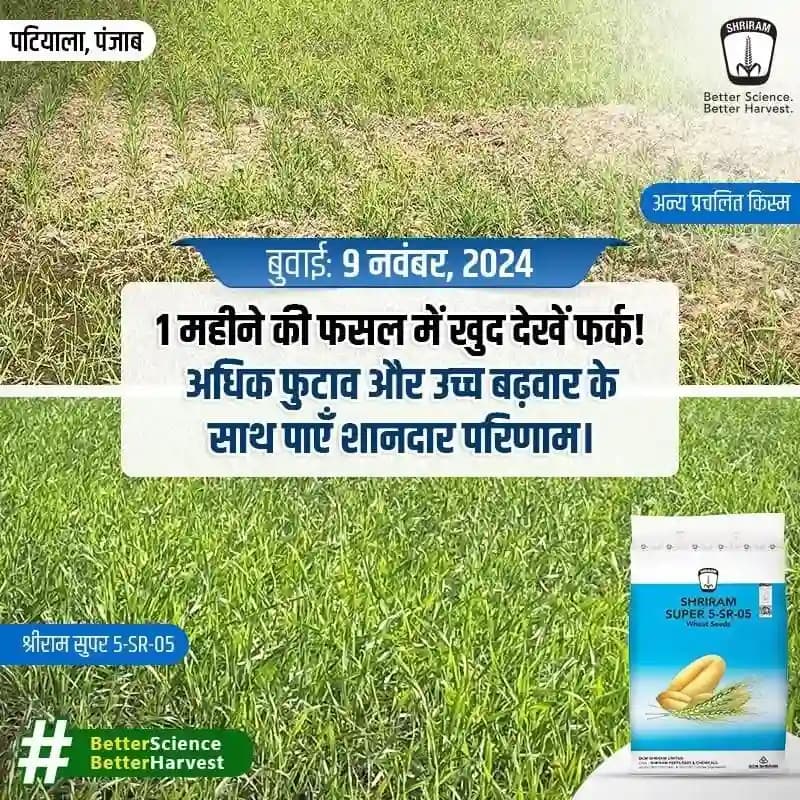 डीसीएम श्रीराम सुपर 5-एसआर-05 गेहूं बीज - Image 2