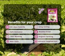 Chipku Pheromone Water Trap With Leucinodes Orbonalis Lure To Catch Brinjal Fruit Shoot Borer Insect, Moth. Useful in Brinjal & Egg Plant 4