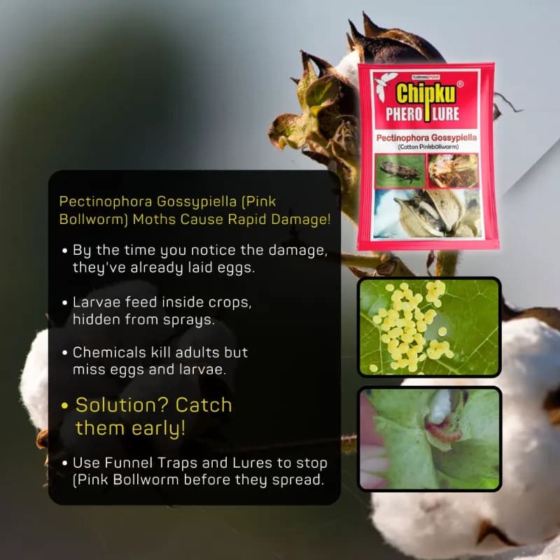 Chipku Pheromone Trap Funnel With Pink Bollworm Lure To Catch Insect Moth Of Pink Bollworm (PBW) (Pectinophora Gossippiella) In Cotton Crop. - Image 3