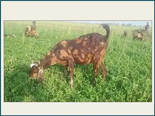 RK Seeds Grass seeds, Alfalfa seeds , Lucerne seeds, Medicago Sativa , Cattle grass seeds , Fodder, grass seeds, Kuthirai masal grass seeds - Image 1