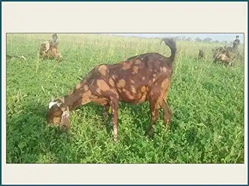 RK Seeds Grass seeds, Alfalfa seeds , Lucerne seeds, Medicago Sativa , Cattle grass seeds , Fodder, grass seeds, Kuthirai masal grass seeds