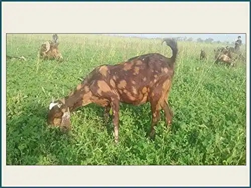 RK Seeds Grass seeds, Alfalfa seeds , Lucerne seeds, Medicago Sativa , Cattle grass seeds , Fodder, grass seeds, Kuthirai masal grass seeds