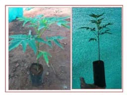RK Seeds Melia Dubia - Malabar Neem - Live Plants - 1 Ft Height, Fast Growing Trees. 1