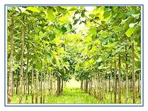 RK Seeds - Tree seeds Teak Wood Seeds (Tectona Grandis) sagwan seeds + Rosewood tree Seed + Gmelina arborea Tree Seeds, Gamhar, Gmelina arborea - Image 4