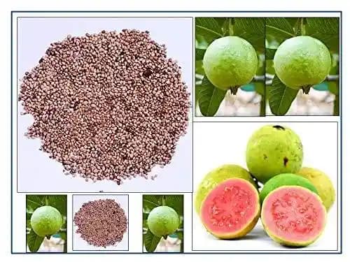 RK Seeds Fruit Seeds , Guava fruit Seeds , Amrut fruit Seeds , Psidium Guajava Seeds , Organic Guava Seed , Guava fruit Seeds, Guava fruit seeds - Image 2