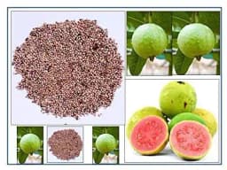 RK Seeds Fruit Seeds , Guava fruit Seeds , Amrut fruit Seeds , Psidium Guajava Seeds , Organic Guava Seed , Guava fruit Seeds, Guava fruit seeds 2