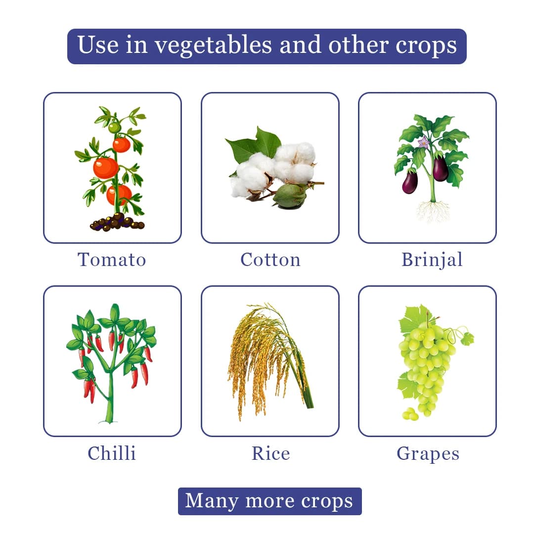 Thaiorin - Thiamethoxam 25% WG Insecticide, Useful For Rice, Cotton, Tomato, Brinjal, Potato, Best Use Against Brown Plant Hopper, Green Leaf, Thrips - Image 4