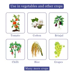 Thaiorin - Thiamethoxam 25% WG Insecticide, Useful For Rice, Cotton, Tomato, Brinjal, Potato, Best Use Against Brown Plant Hopper, Green Leaf, Thrips 4