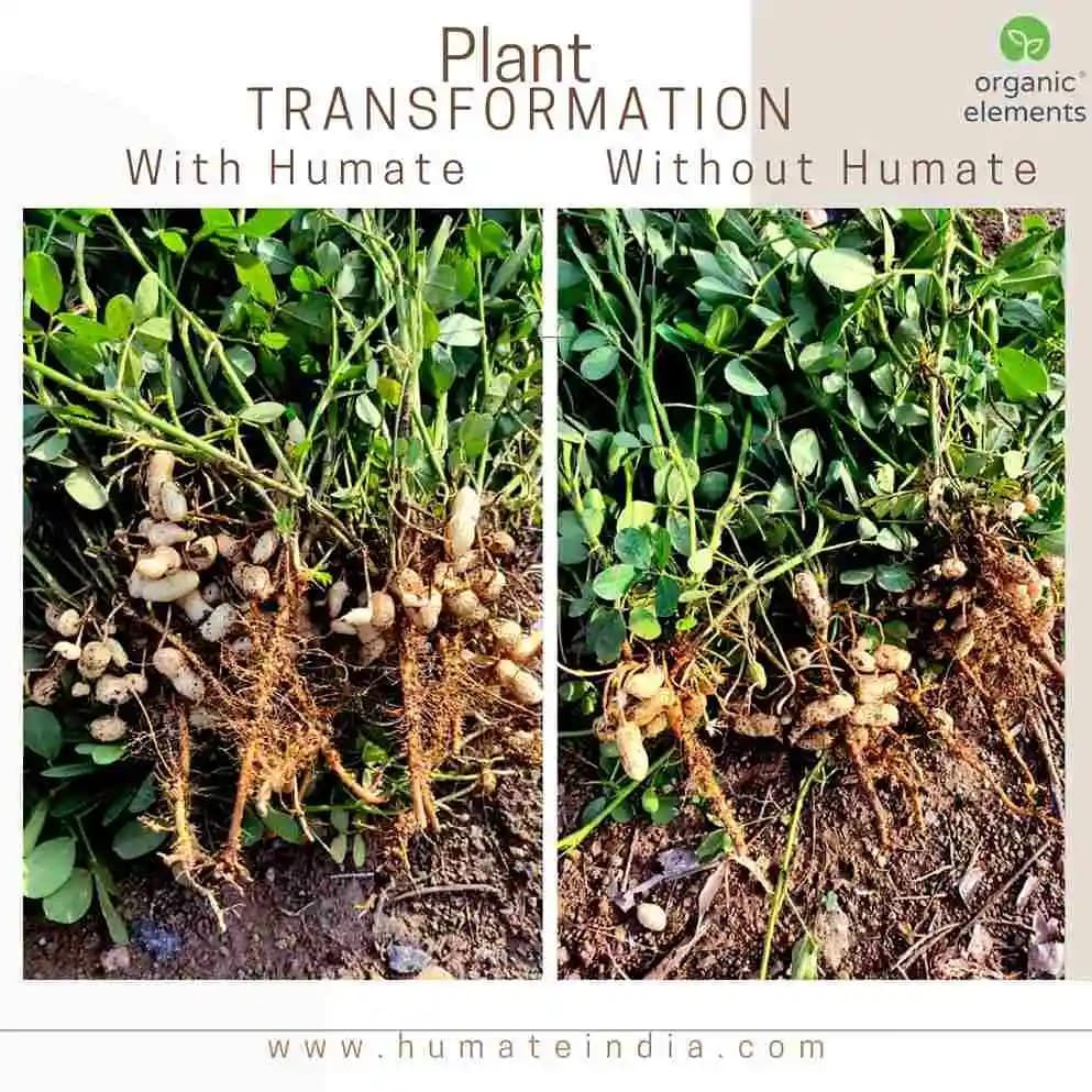 100% Organic HUMATE, Contains Highest Humic & Fulvic Acid, From USA, Humic Acid 58%, Fulvic Acid 33% - Image 6