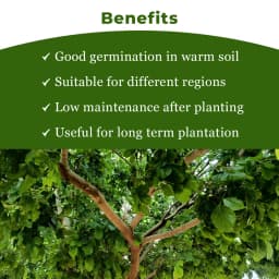 SRI SAI FORESTRY Karanja (Millettia Pinnata) Indian Beach Tree, Pongamia Pinnata, Pongame oil tree, Liquid Fuel Tree Seeds 4