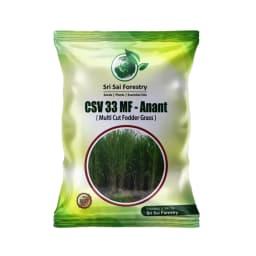Sri Sai Forestry CSV-33 MF Anant Fodder Grass Seeds, High Yield Multi Cut Grass Seed 1