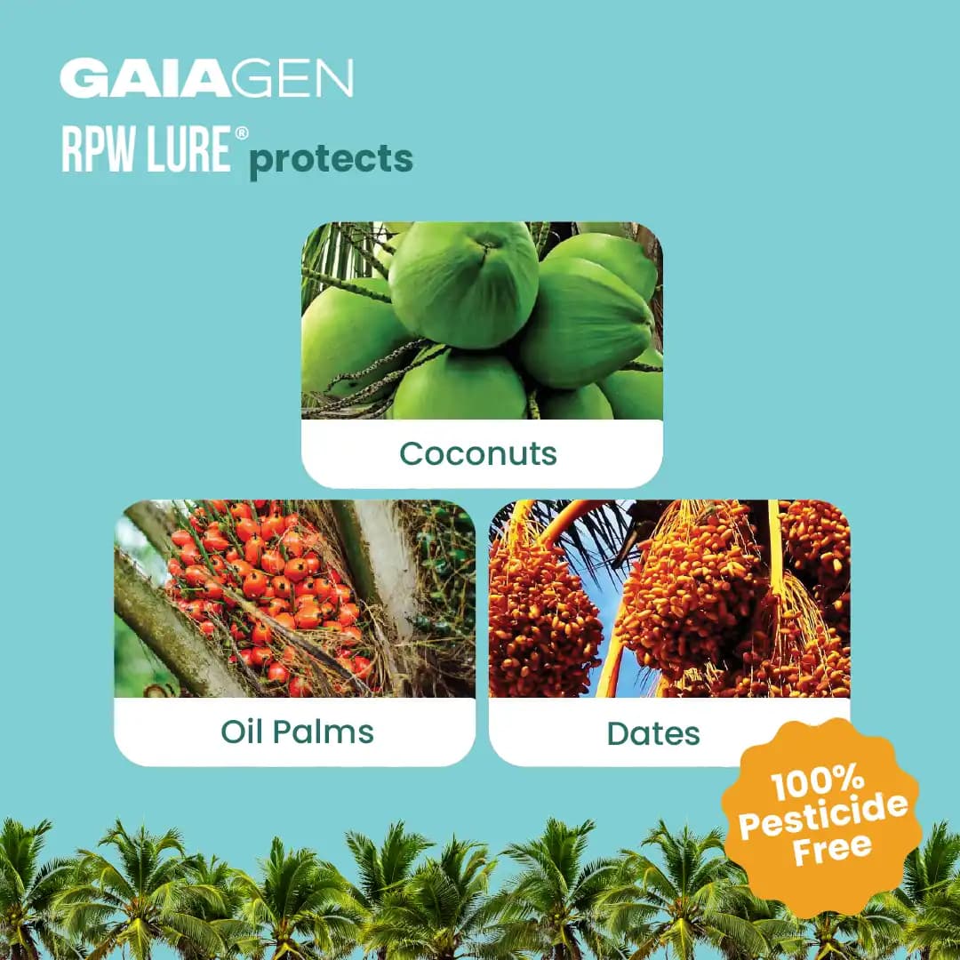 Gaiagen RPW Lure With Insect Bucket Traps, Pheromone Lure For Red Palm Weevil (Rhynchophorus Ferrugineus), IMO Certified. - Image 4