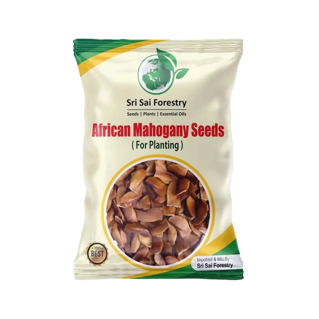 Sri Sai Forestry African Mahogany Tree Seeds, Swetania Mahogani Plant Seed