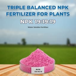 NPK 19:19:19 Water Soluble Fertilizer, 100% Water Soluble, Contain Nitrogen, Phosphorus And Potassium. 2