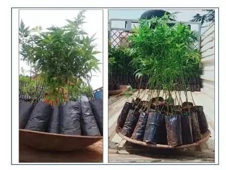 RK Seeds Melia Dubia - Malabar Neem - Live Plants - 1 Ft Height, Fast Growing Trees. - Image 2