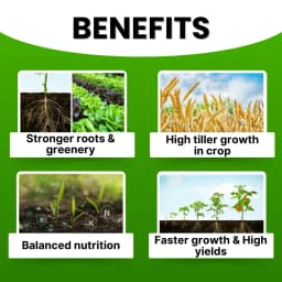 Katyayani NPK 19:19:19 100% Water Soluble Fertilizer for All Plants & Home Garden 3