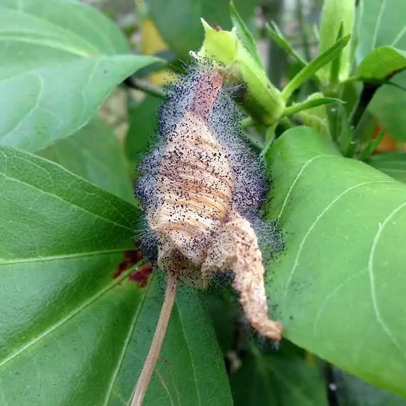 Ramcides Theme Acetamiprid 20% SP Insecticide, Effective For Whitefly And Sucking Pest Control For All Plants - Image 3