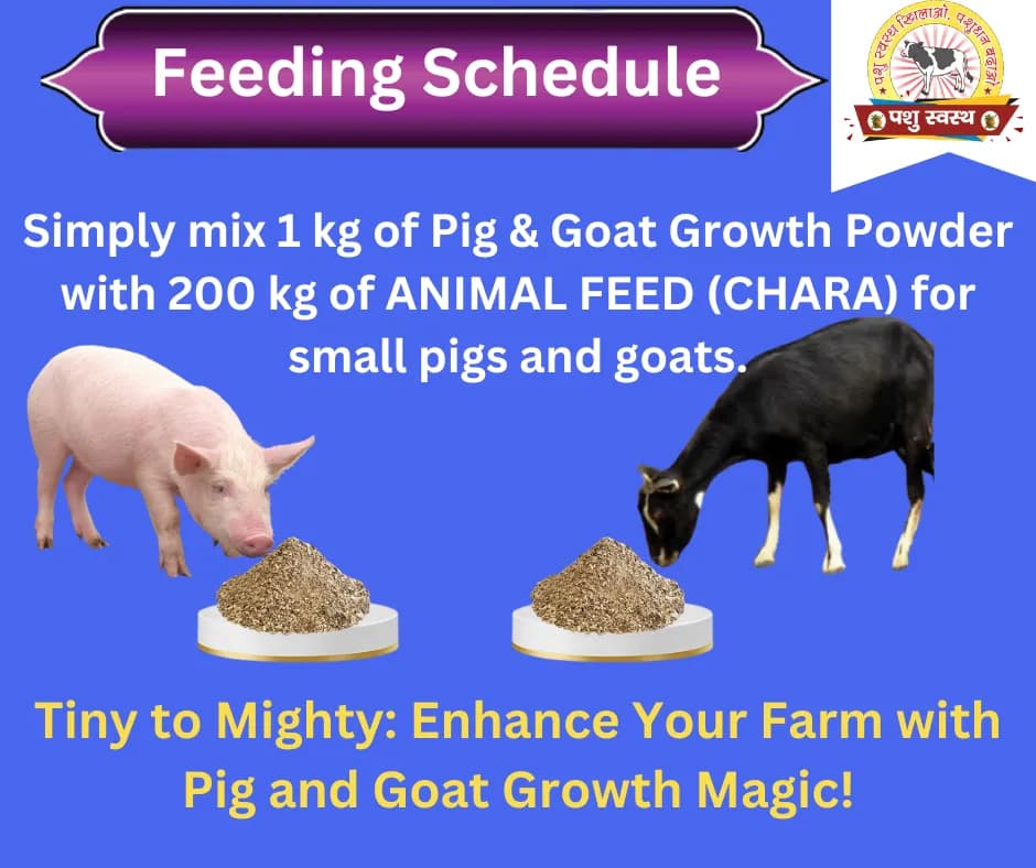 PASHU SVASTH PIG & GOAT GROWTH POWDER, Boost Growth, Weight Gain And Immunity Natural Herbs For Animal - Image 3