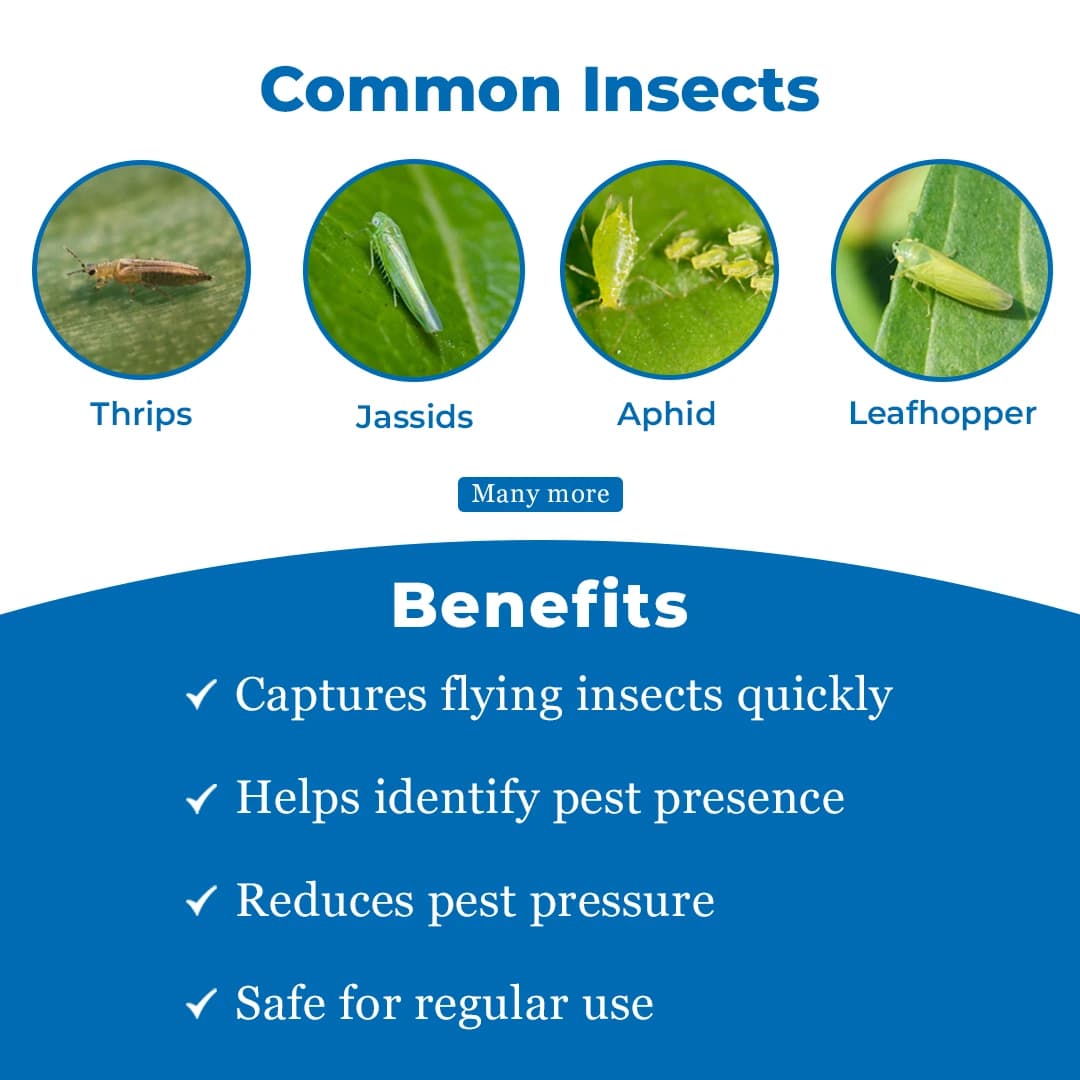 HEDO Eco A4 Size Blue Sticky Trap For Thrips, Aphids, Jassids & All Harmful Flying Insects, Best For Organic Vegetable And Fruits Farming Pest Control - Image 4