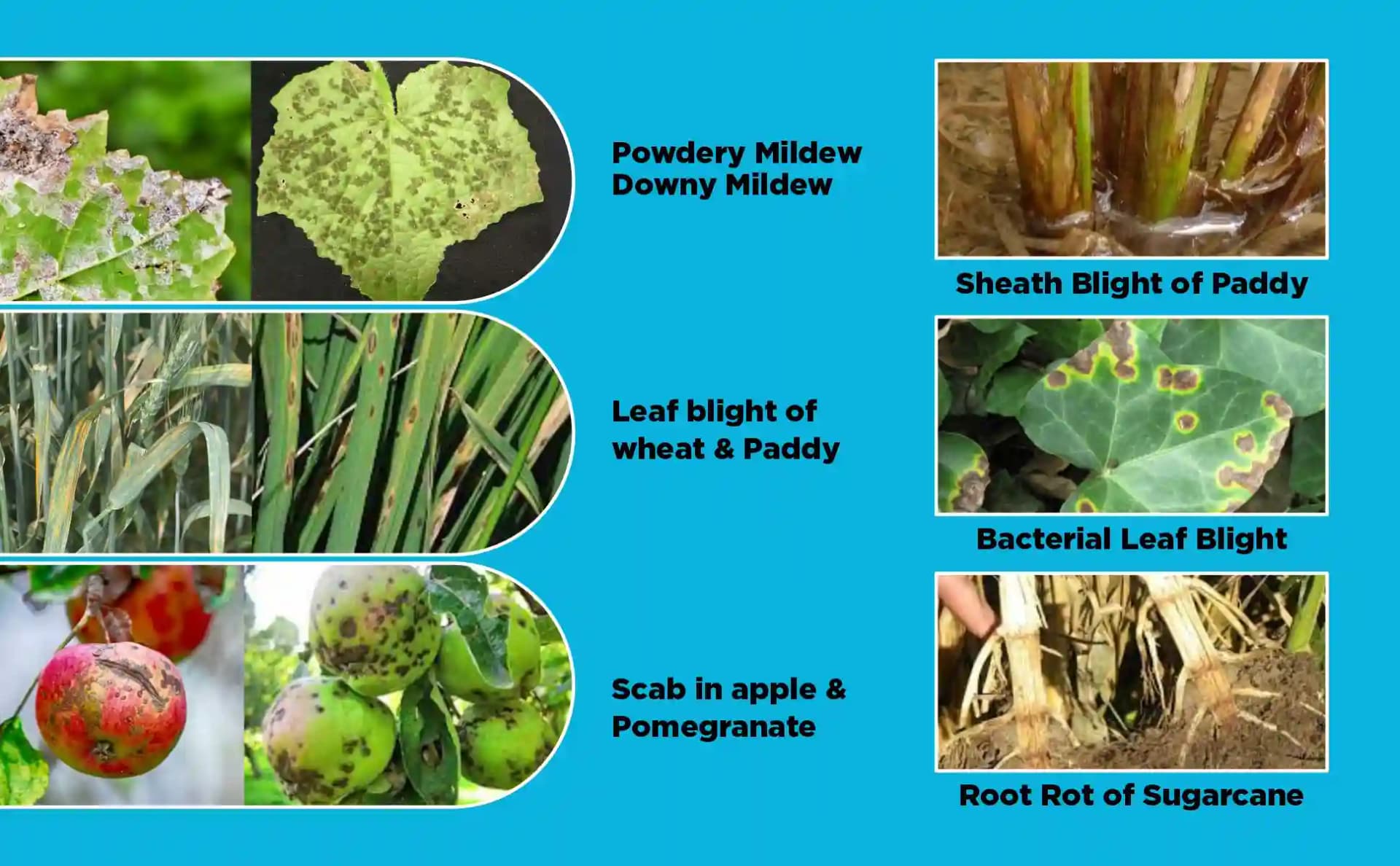 Katyayani Striker Pseudomonas Fluorescens Liquid Bio Fungicide, Effective Disease Control For Healthier Crops - Image 2