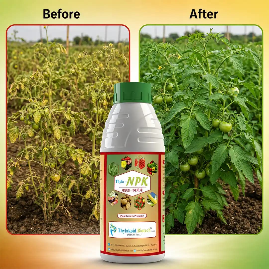 Thyla NPK Vegetable Growth Special, Nitrogen 8%, Phosphorus 8%, Potash 8%, Protein Hydrolysate 20%, Organic carbon less than 40% - Image 3