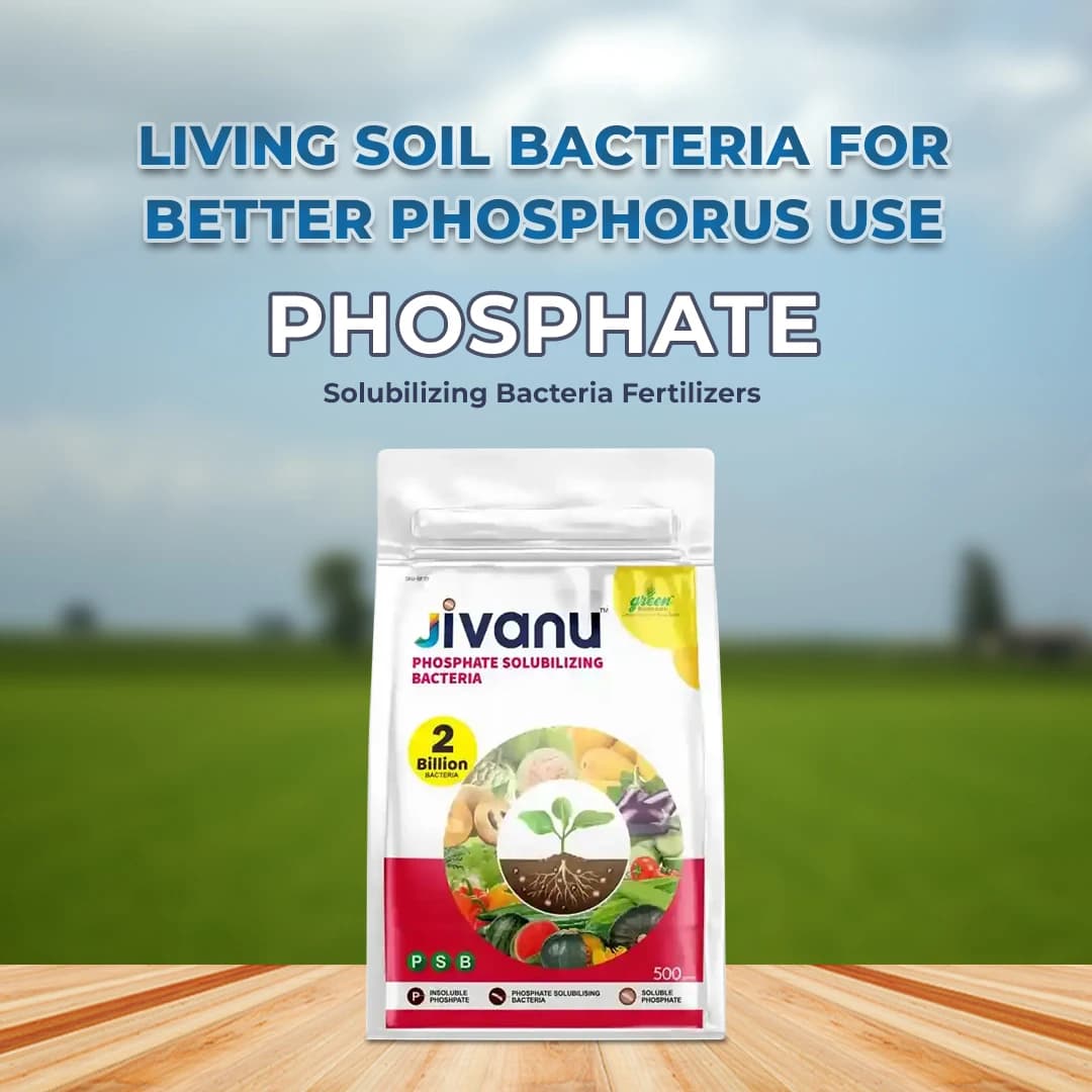 Jivanu Phosphate Solubilizing Bacteria Bio Fertilizers, Increase Stem Strength - Image 2
