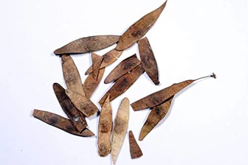 SRI SAI FORESTRY - Shisham Tree Seeds (North Indian Rosewood ) , Hard Tiber Seeds - Image 6