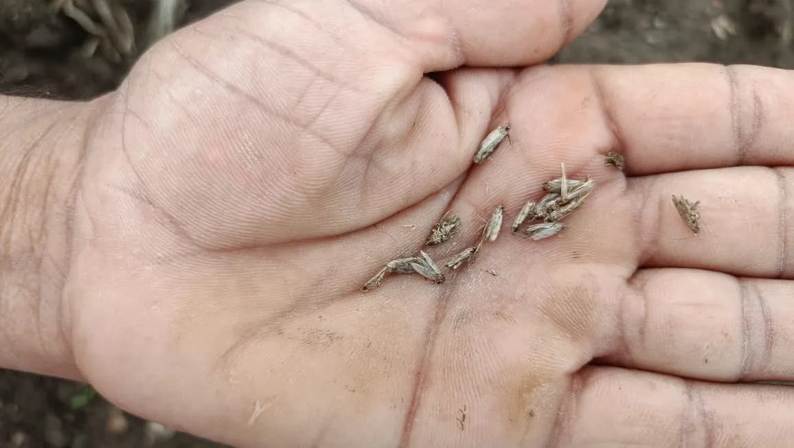 Pheromone Trap With Pectinophera Gossypilla Lure (10 Pack) Trap and Lure, Complete Set for Cotton Pink Bollworm, Protects Crops From Harmful Pests - Image 5