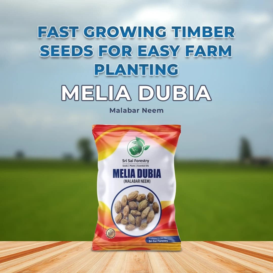 Sri Sai Forestry Melia Dubia Seeds (Malabar Neem) - Image 2