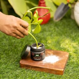 IFFCO Urban Garden Root Ease Rooting Hormone Powder, Fast Root Growth For Plant Cuttings And Grafting 7