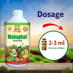 Multiplex Mahaphal Bio Stimulant, Boosts Flowering, Fruit Setting And Disease Resistance 3